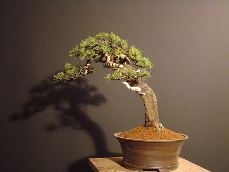 Pinus mugo - light elegance (owner M. Škrabal) Sn_4410