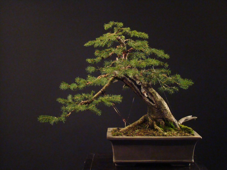 Picea abies - yamadori 2005 Sym_110