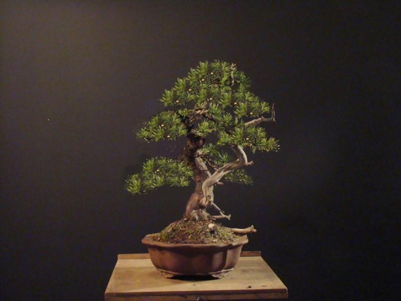 Pinus mugo - "dancing yamadori" Zdokon10
