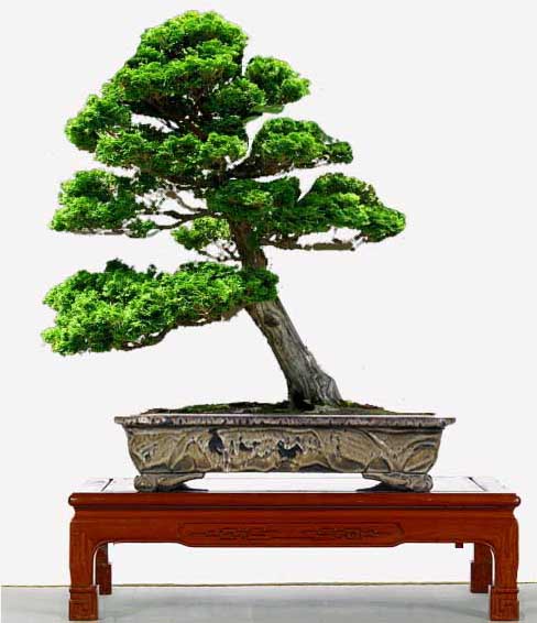 Dwarf Hinoki Falsecypress - Page 2 0001_h10