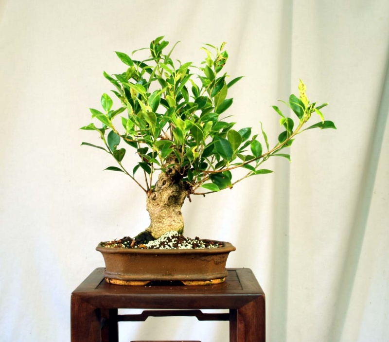 Some Indian Laurel Ficus Work 2009_014