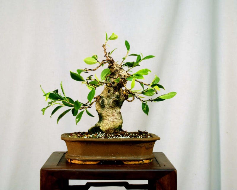 Some Indian Laurel Ficus Work 2009_015