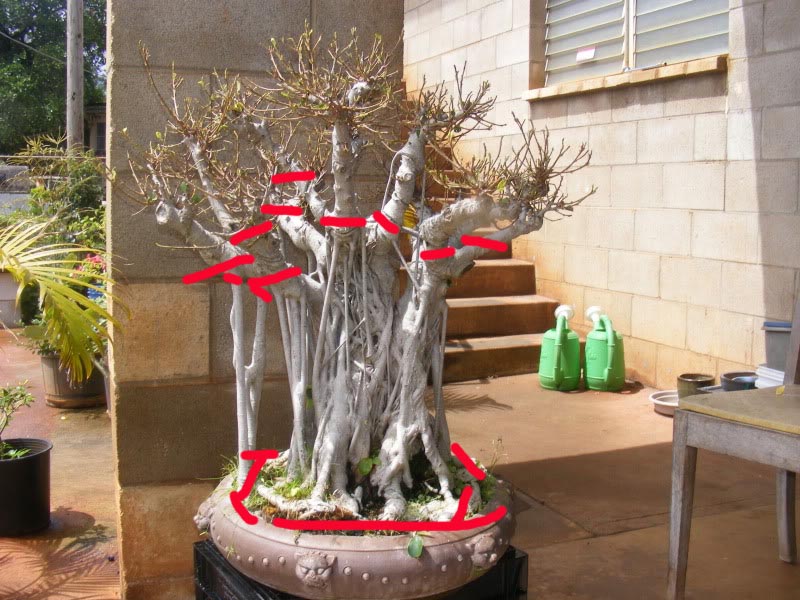 Suggestions for old, large ficus  (with pics) - Page 2 Ficus_11