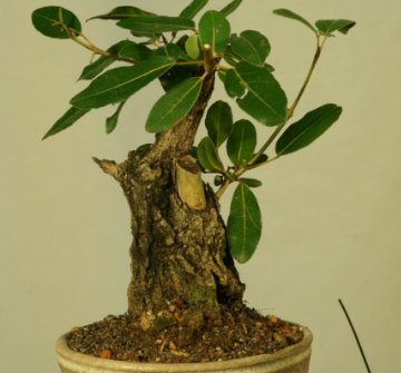 Tabebuia heterophylla(Roble) Img_5910