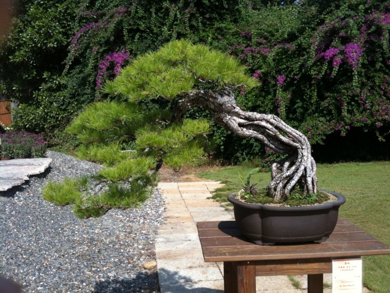 Mind Blowing Bonsai Exhibition Import15