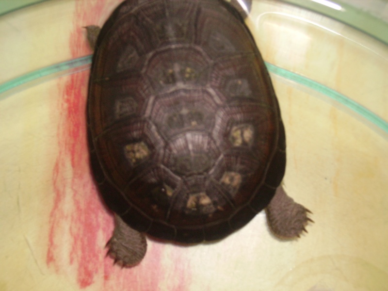 Taches blanches sur la carapace de ma tortue Pict0317