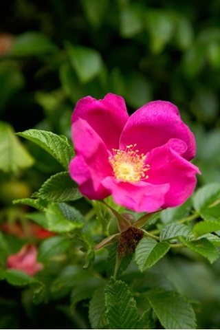 Rosa, ortensia, viburno, melo: i fiori dalla doppia vita 0_gap010