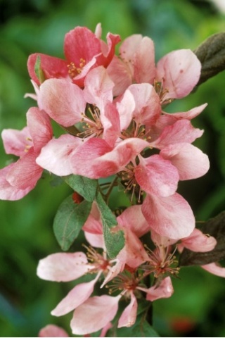Rosa, ortensia, viburno, melo: i fiori dalla doppia vita 2001al10