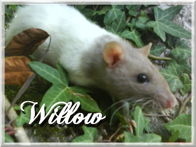 willow cherche un ratmoureu de n'importe quel type (si,rex) Dsc09523