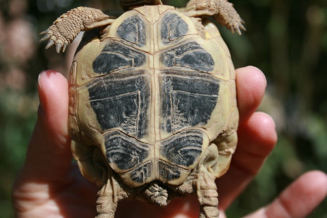 re!voici de nouvelles photos pour identification,merci Tortue13