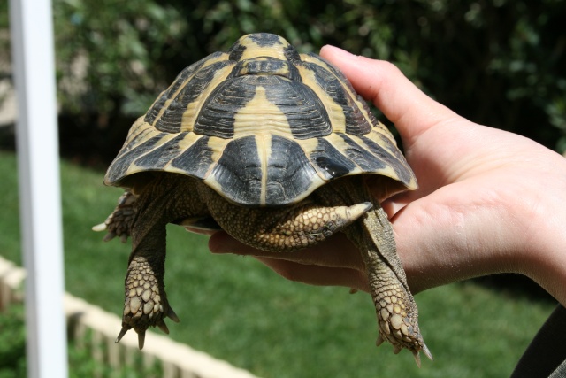 merci pour vos identifications Tortue35