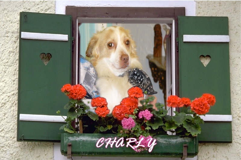 URGENCE ADOPTION CHARLY - Page 3 Charly10