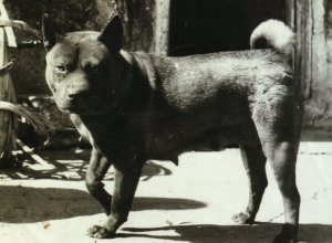 ancètres de nos shar-peï actuels Tang_b10