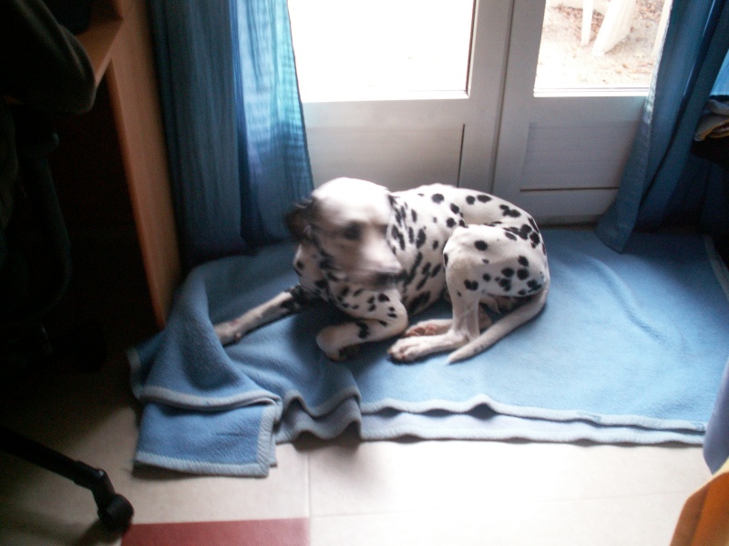 ASTRO-dalmatien M-4ans en fa(dpt37) Ast110