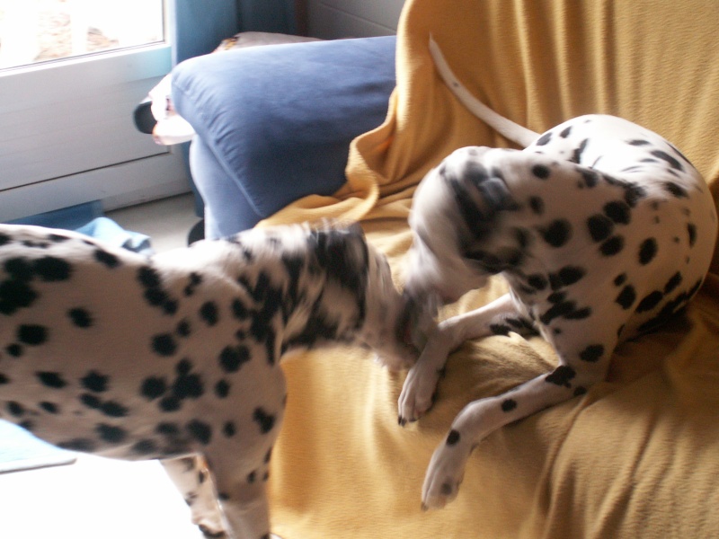 ASTRO-dalmatien M-4ans en fa(dpt37) Ast410