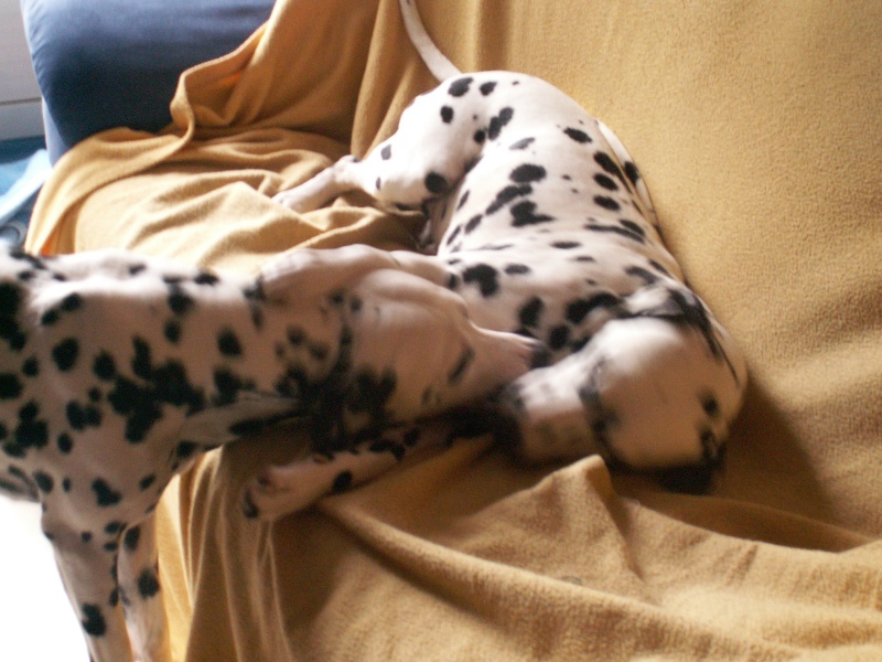 ASTRO-dalmatien M-4ans en fa(dpt37) Ast610