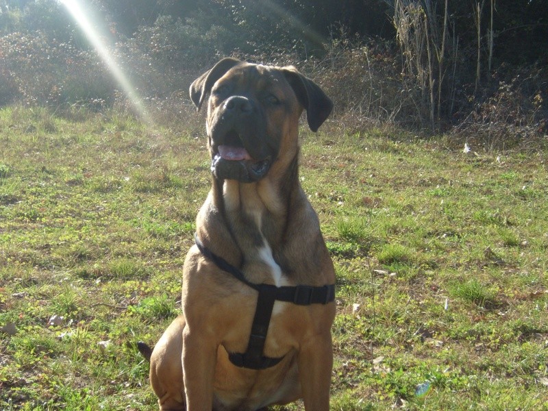 dorka cane corso de 6 mois - Page 4 Sl741825