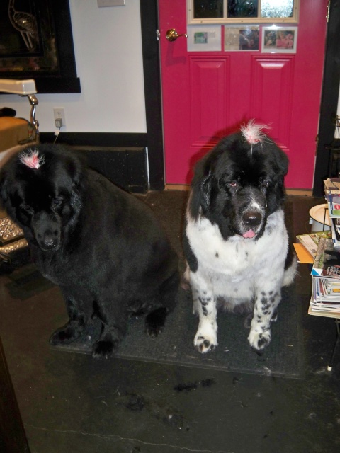 newfies Newfie10