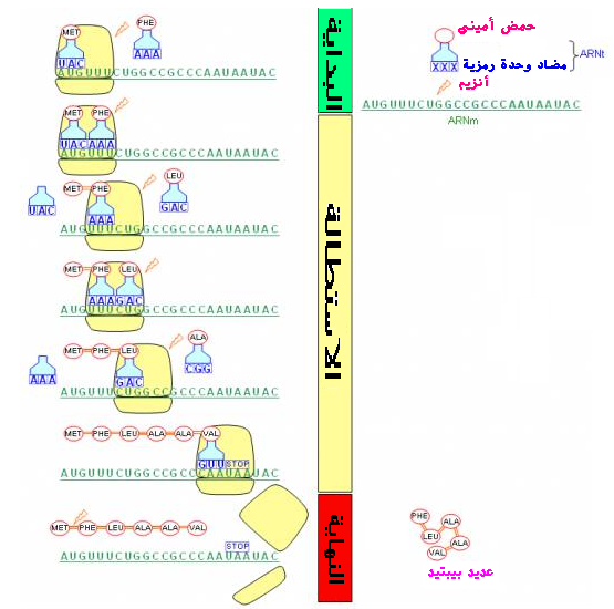 آلية تعبير الخبر الوراثي 510