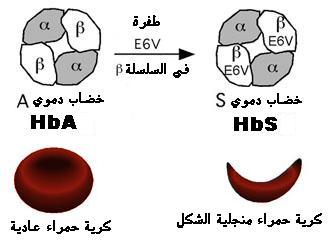 آلية تعبير الخبر الوراثي: مراحل تركيب البروتينات1 Hbas10