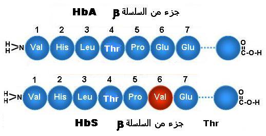 آلية تعبير الخبر الوراثي Hbshba10