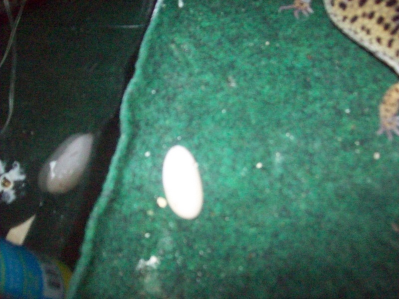 My Gecko Just laid an Egg!! Eggs_010