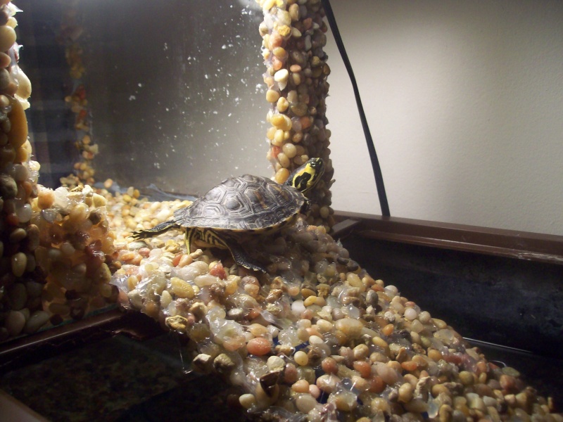 my diy turtle basking area Turtle22