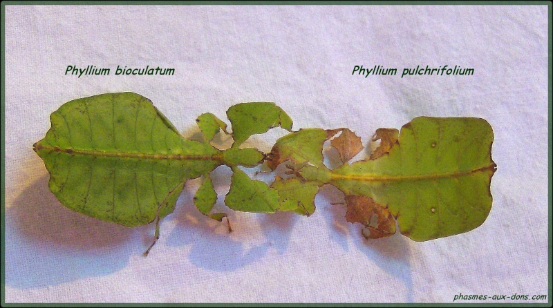 Phyllium - différence stade L4 Phyllium bioculatum, pulchrifolium Bourse69