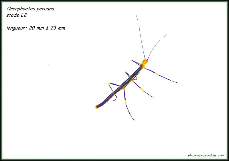 Oreophoetes peruana peruana (P.S.G n°84) Chez_m11