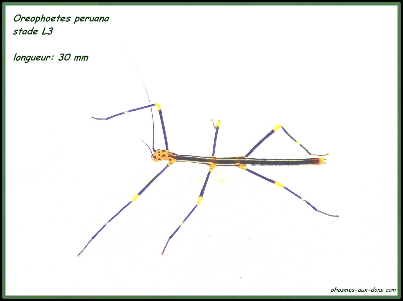 Oreophoetes peruana peruana (P.S.G n°84) Chez_m12