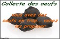 Collecte des oeufs