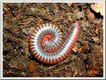 Myriapodes