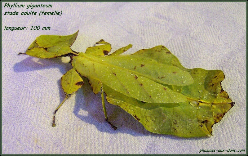 Pulchriphyllium giganteum (P.S.G n°72) Paques11