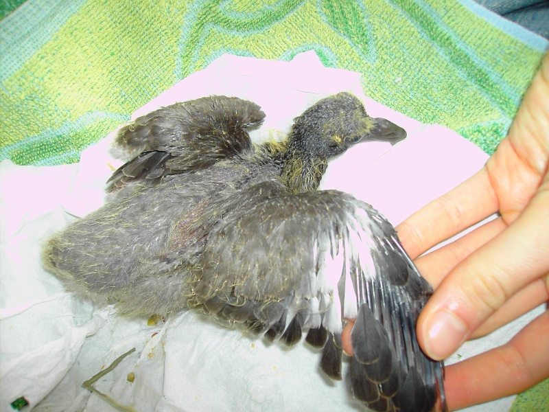 Petit pigeon tombé du nid