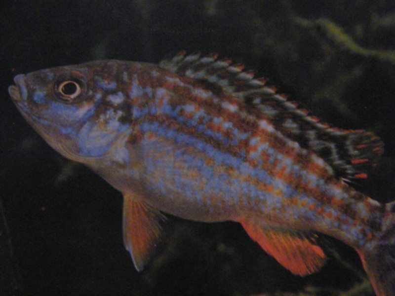 SPECIES PROFILE: MELANOCHROMIS JOANJOHNSONAE(LIKOMAE) Profil18