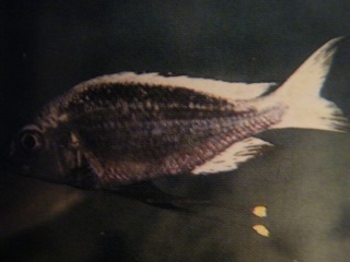 SPECIES PROFILE: OPHTHALMOTILAPIA VENTRALIS (BLUE GOLD-TOP ) Resize15