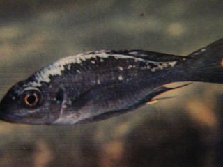 SPECIES PROFILE: OPHTHALMOTILAPIA VENTRALIS (BLUE GOLD-TOP ) Resize19