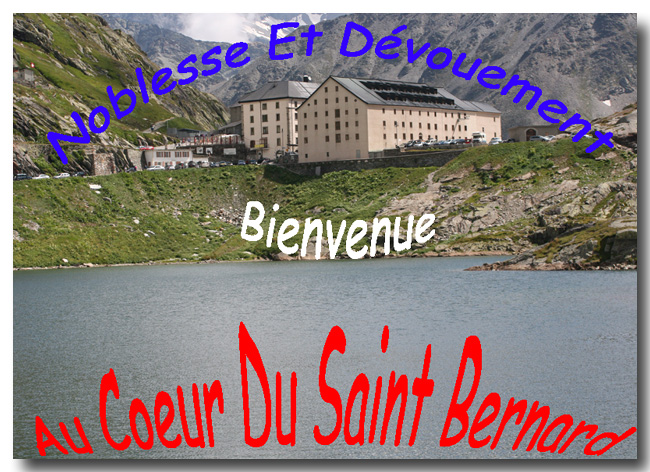 Au Coeur Du Saint Bernard