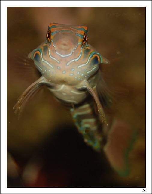 CONCOURS PHOTO N°1 " Votre poisson préféré " - Page 2 Mandar11