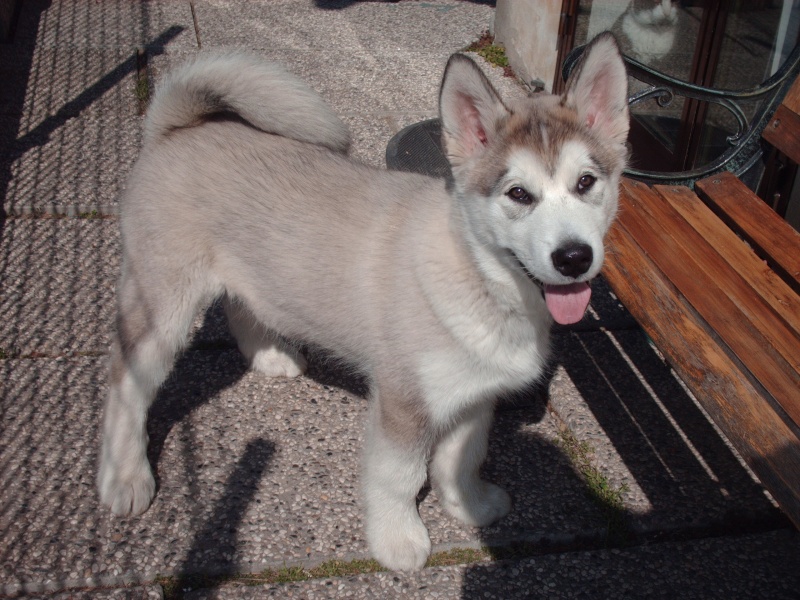 Il pelo degli Alaskan malamute 19-3-010