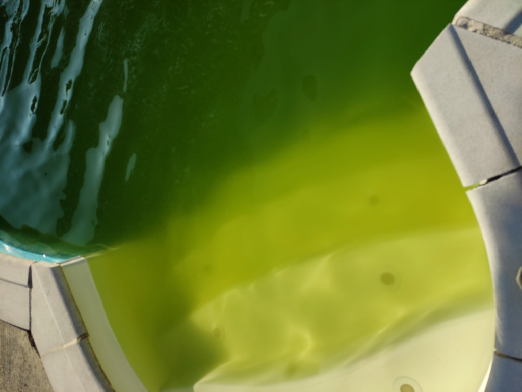 grosse galère : algues vertes, moutarde ???  Img_2011