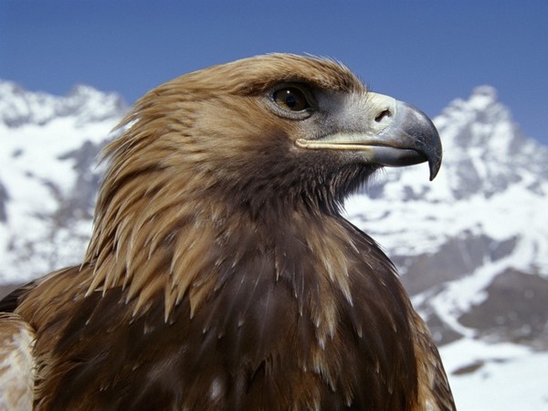 Belas Fotos de Animais Aguila10