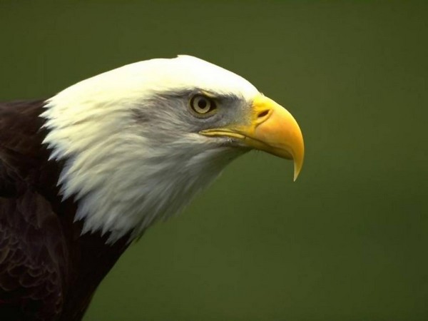 Belas Fotos de Animais Aguila11