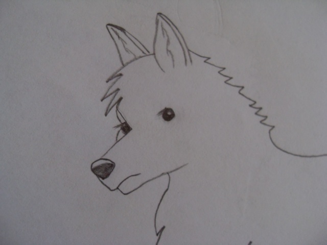 Besoin d'avis sur mes dessins de loups... Mirage10