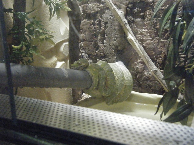 mon nouveau snake : Python morélia viridis Biak (RE NEW : Photo sans mue) Dscf4516