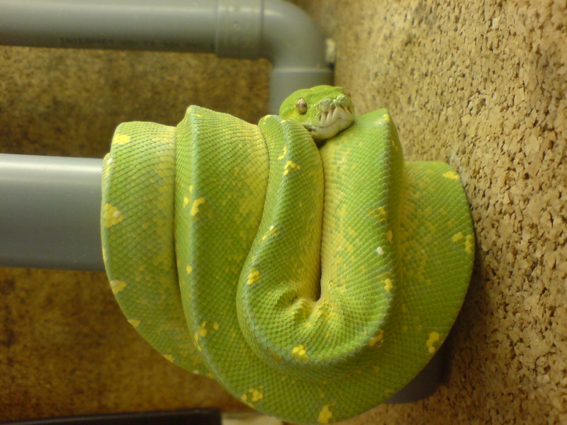 mon nouveau snake : Python morélia viridis Biak (RE NEW : Photo sans mue) Viridi10