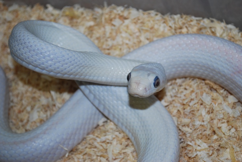 Serpent - Pantherophis obsoleta lindheimeri Leucistic Site_910