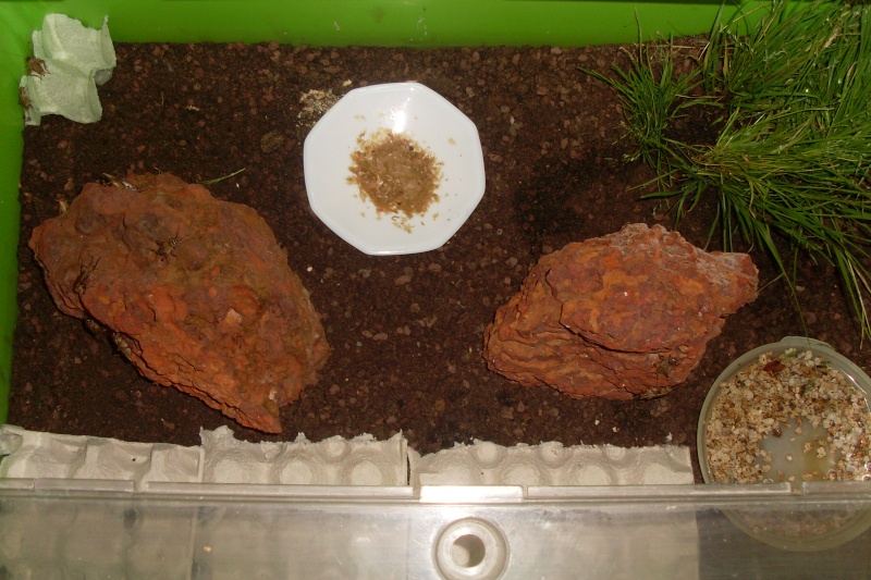 mon petit élevage de grillons domestiques et de phasme ( sipyloidea sipylus ) Sl372010