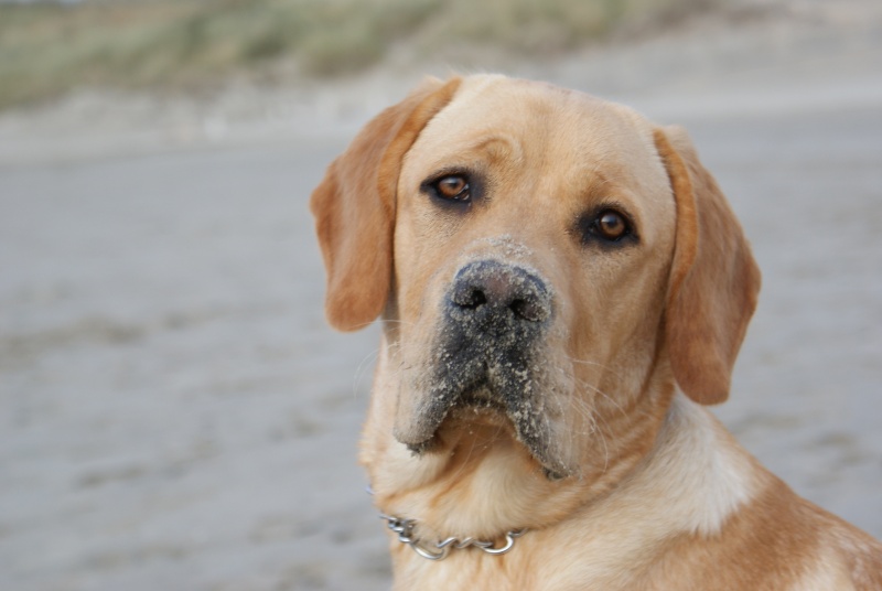 Marley (labrador 4 mois) - Page 2 Dsc03310