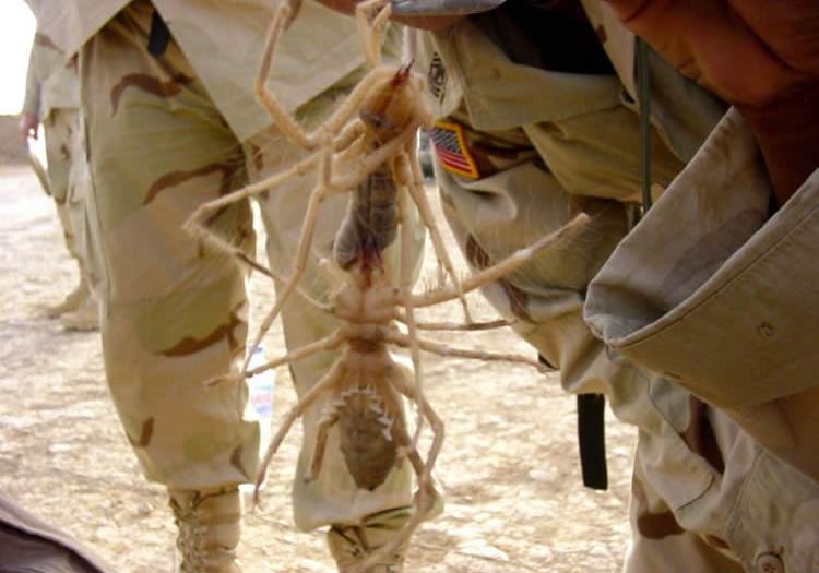 Large Insect Found in Iraq Desert.. ! 6_15_110